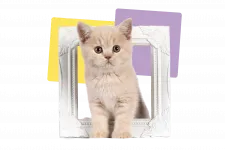Cat on white frame