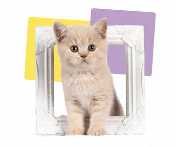 Cat on white frame