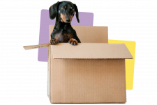 Dog in moving boxes
