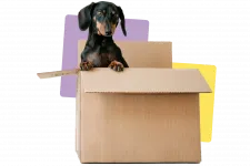 Dog in moving boxes