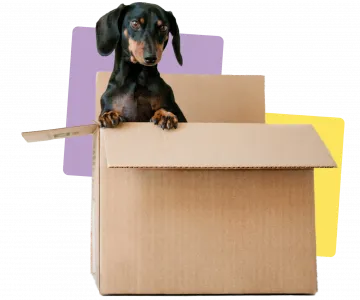 Dog in moving boxes