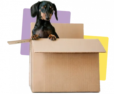 Dog in moving boxes