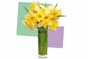 Daffodils