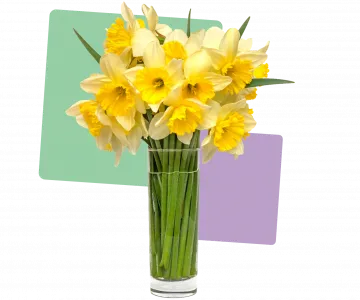 Daffodils