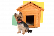 Dog in front wooden house