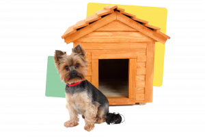 Dog in front wooden house