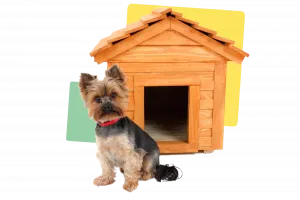 Dog in front wooden house