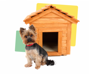 Dog in front wooden house