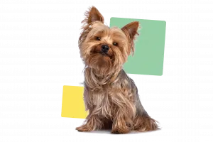 Yorkshire terrier