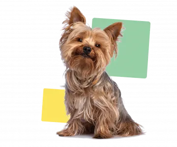 Yorkshire terrier