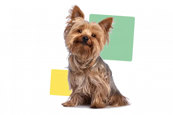 Yorkshire terrier