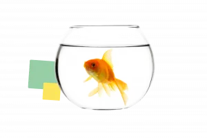 Gold fish v2