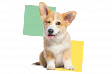 Winking dog