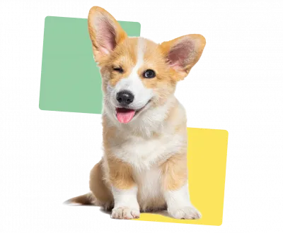 Winking dog